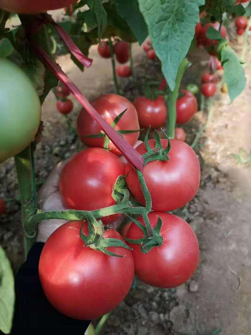 西红柿种子金粉西红柿籽种番茄四季蔬菜种子大棚田园基地用种
