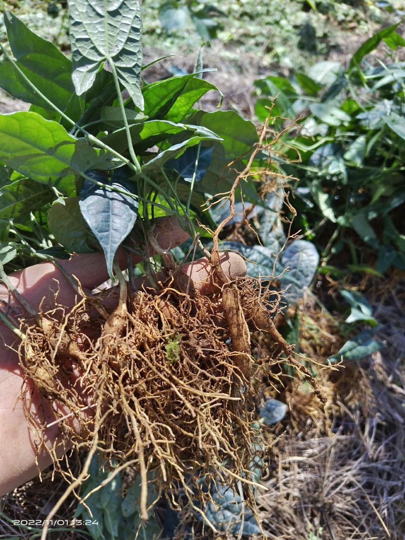 金果榄苗籽育苗包成活质量保证