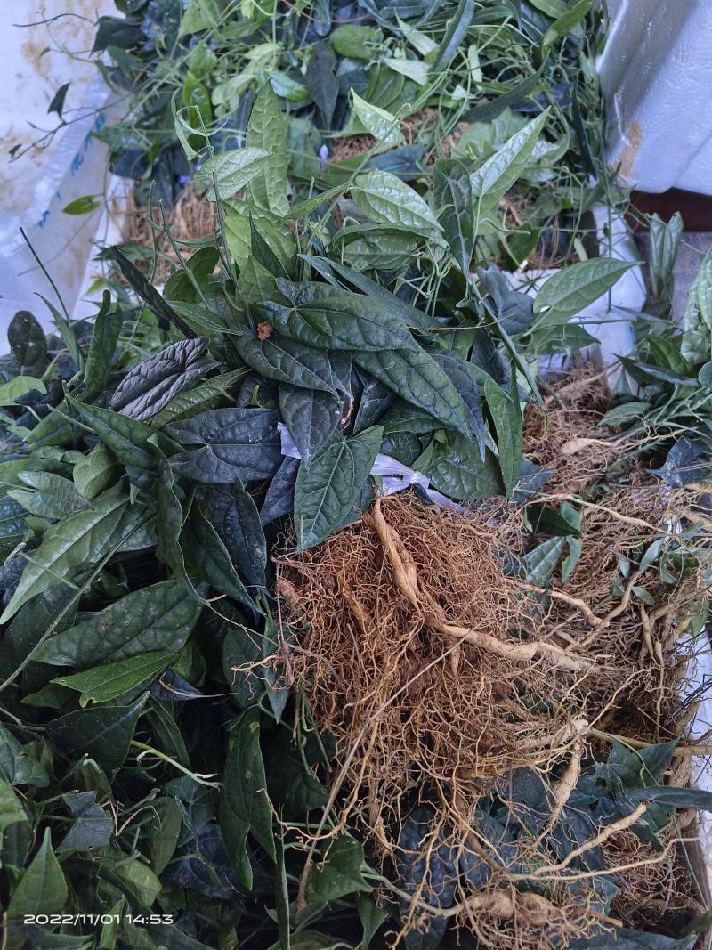 金果榄苗籽育苗包成活质量保证