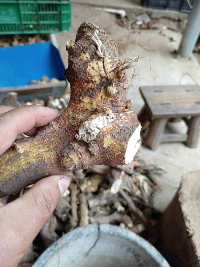 纯野生五指毛桃头手工切块；头粒。头片，足干！无硫！有椰香