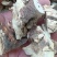 纯野生五指毛桃头手工切块；头粒。头片，足干！无硫！有椰香