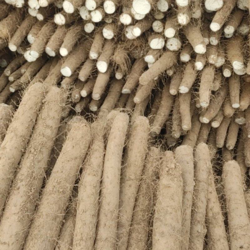 白玉山药冷库货大量供货中需要的客商联系我吧！