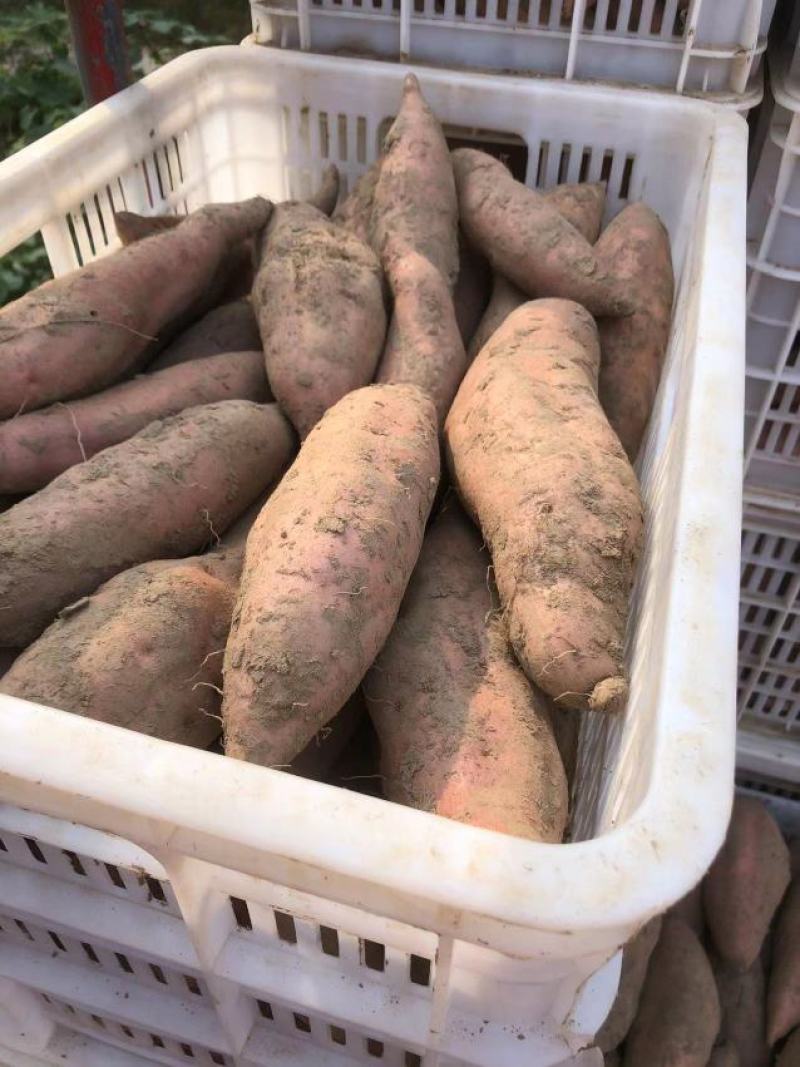 【热卖】龙薯品质佳，个头大，货源充足，全国发货
