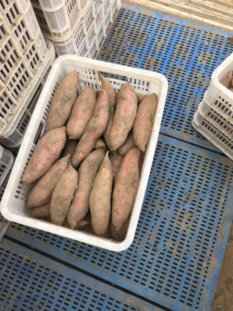 【热卖】龙薯品质佳，个头大，货源充足，全国发货