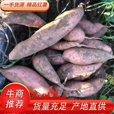 【实力供货】沙地龙薯，货源货源充足，全国发货