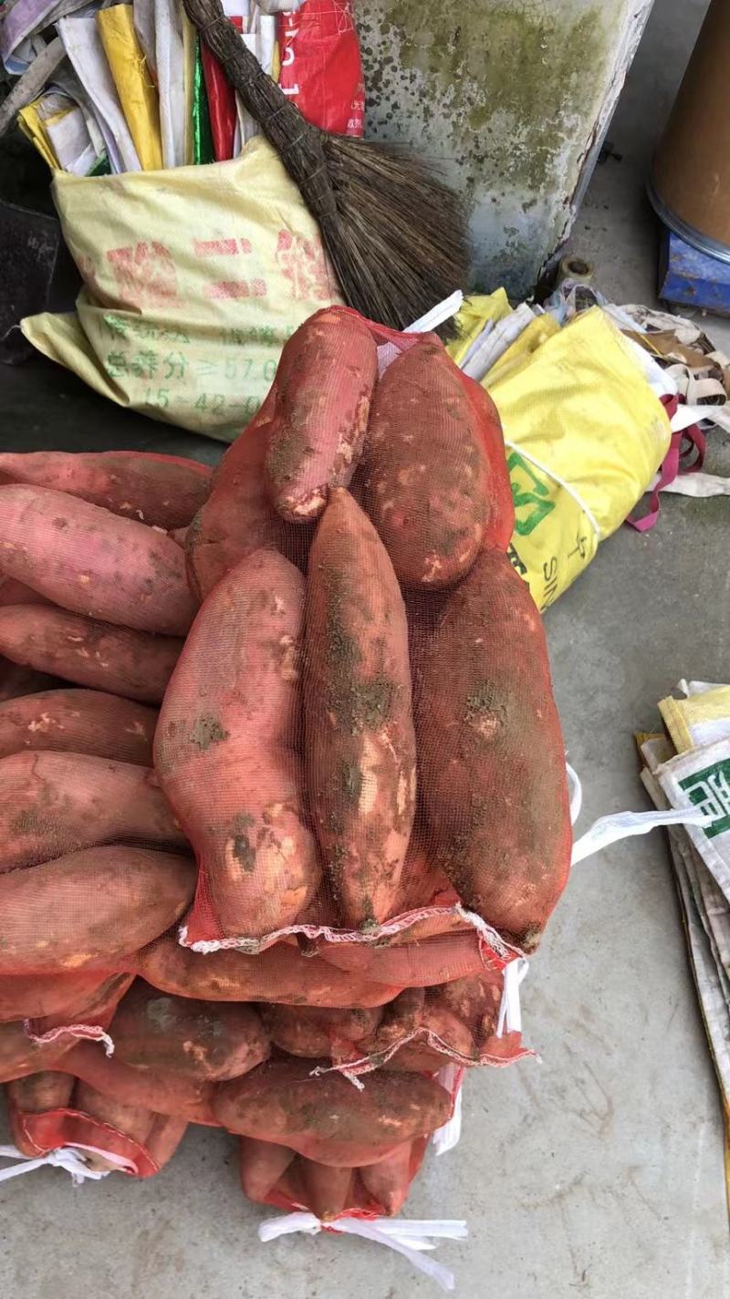 【实力供货】沙地龙薯，货源货源充足，全国发货