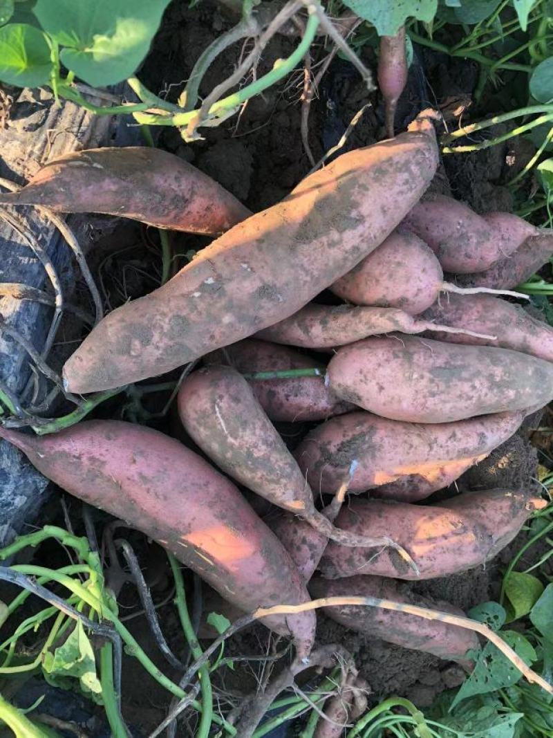 【实力供货】沙地龙薯，货源货源充足，全国发货
