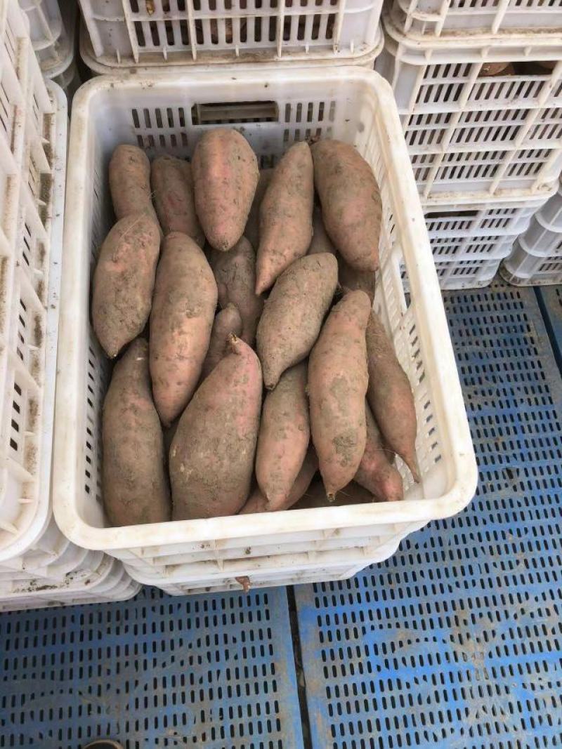 【实力供货】沙地龙薯，货源货源充足，全国发货