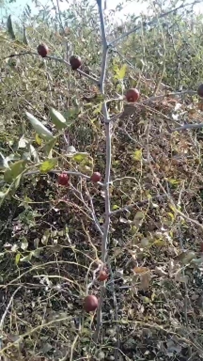 双仁酸枣苗，药用大量出售，免费后期技术指导，一直到丰产。