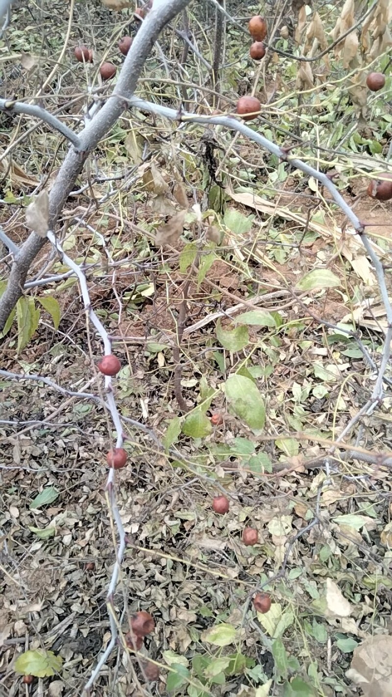 双仁酸枣苗，药用大量出售，免费后期技术指导，一直到丰产。