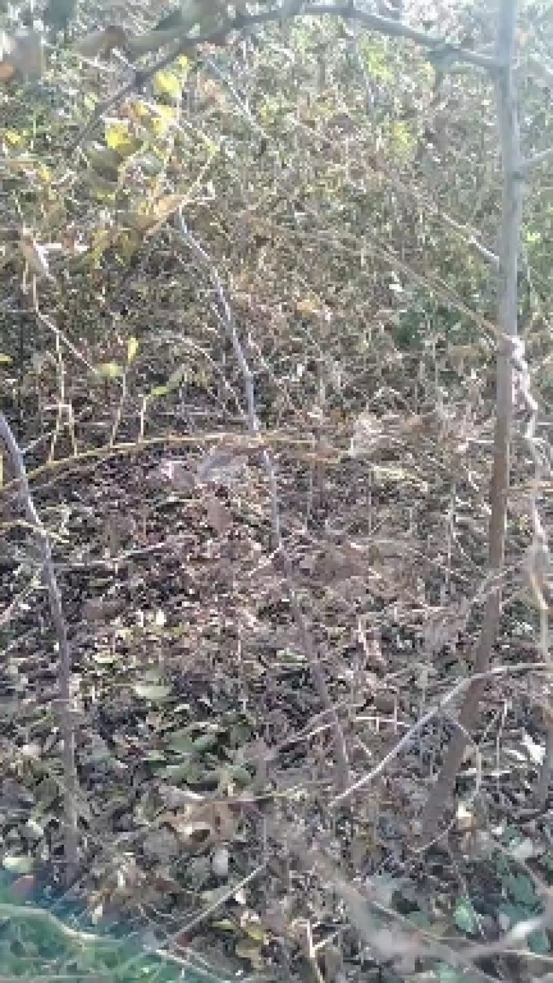 双仁酸枣苗，药用大量出售，免费后期技术指导，一直到丰产。