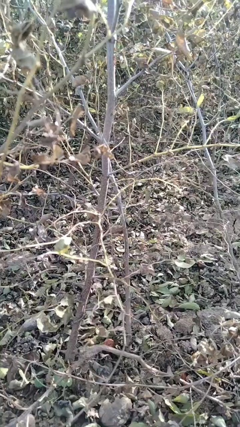 双仁酸枣苗，药用大量出售，免费后期技术指导，一直到丰产。