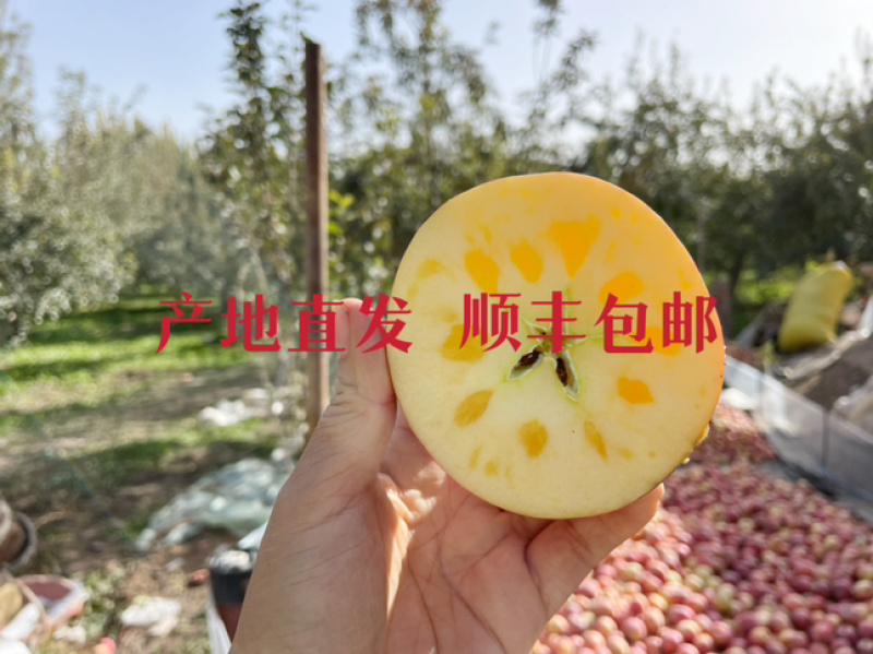 新疆阿克苏苹果产地直供，支持代发业务，欢迎来谈，可零售