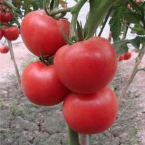 农博粉帝粉果番茄种子早熟无限生长粉红番茄西红柿种籽抗病