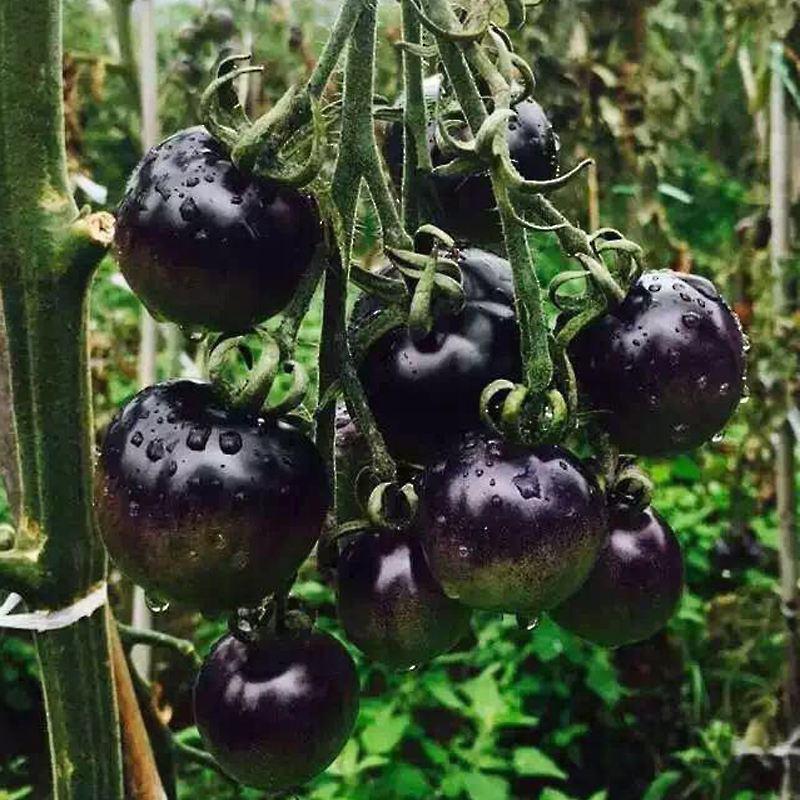 大紫黑柿子种孑黑番茄种子紫黑色中早熟抗病抗裂产量高农家果