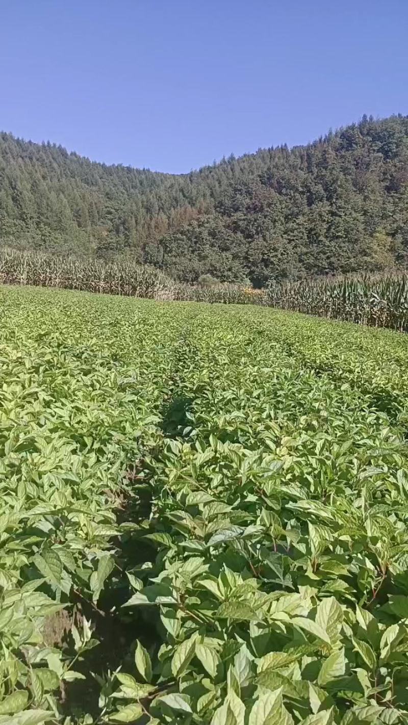 出售优质五味子种苗耐寒耐旱大粒大串品种纯正