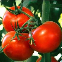 进财一号西红柿种子番茄种籽圣女果种子大西红柿樱桃番茄柿子