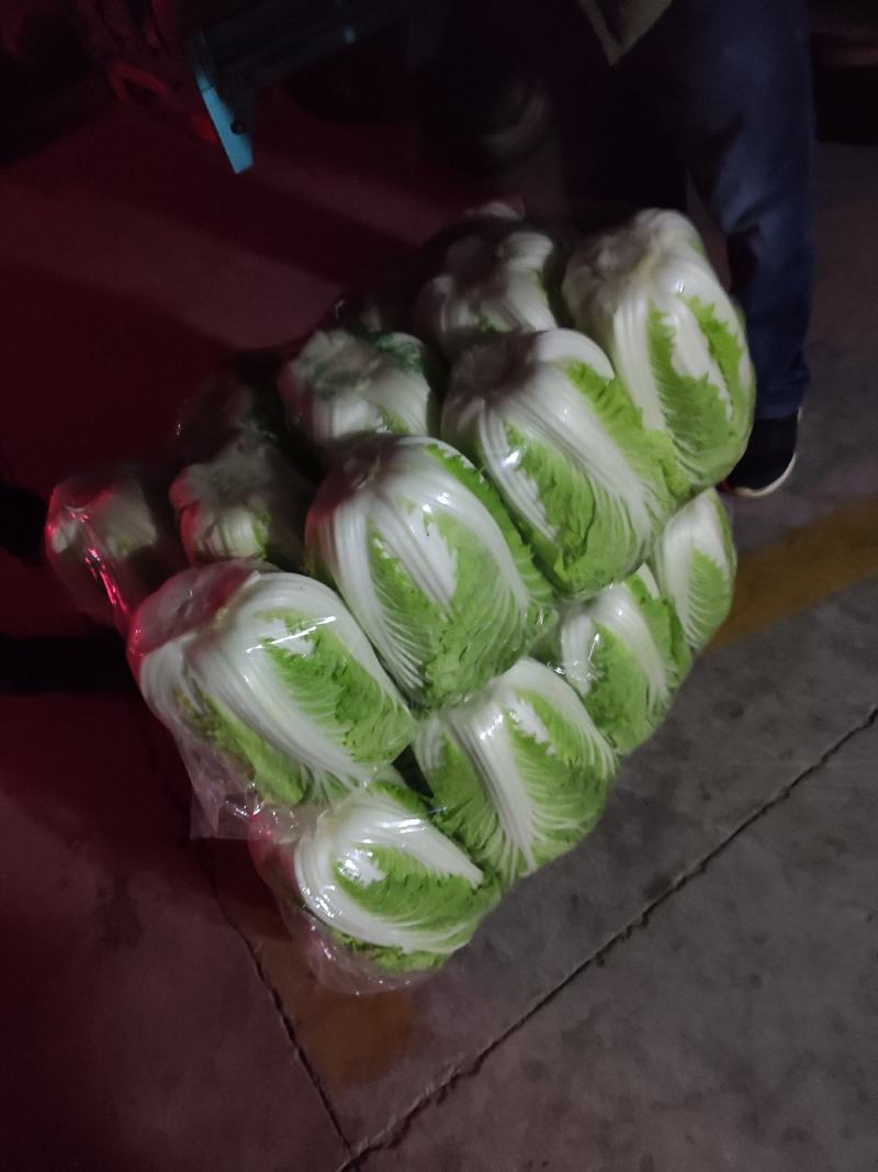 夏邑县黄心白菜，青杂三号，每天走货30万斤，基地