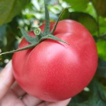 合作918番茄种子粉红番茄强力大粉早熟粉红大果春秋季