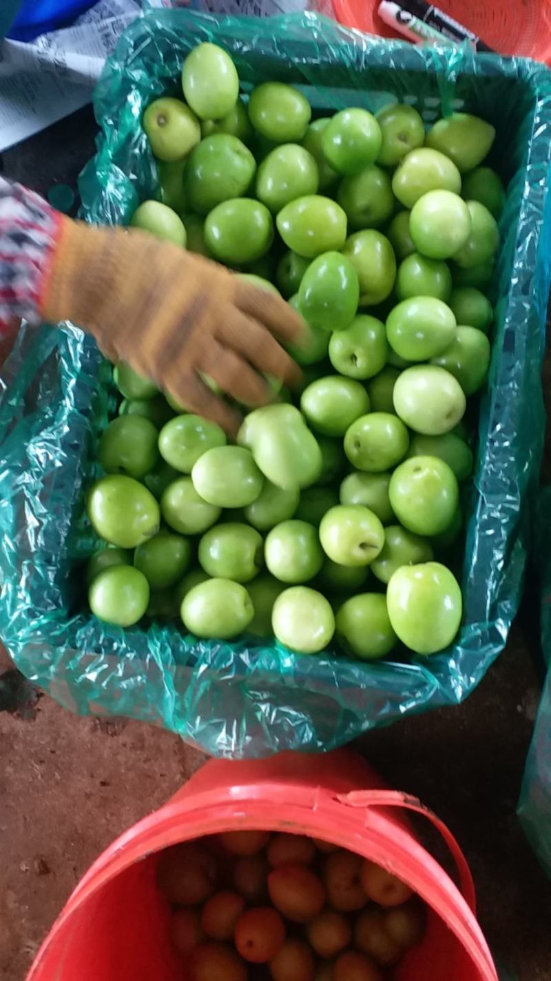 台湾大青枣，牛奶枣，大叶枣，口感好，果面干，大量上市
