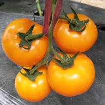 黄尚皇番茄种子中早熟黄西红柿种籽孑农家菜园大田春秋播蔬菜