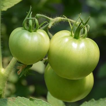 贼不偷番茄种子东北绿番茄种籽正宗绿柿子籽青西红柿种籽沙瓤