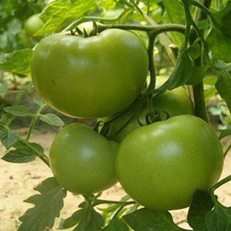 贼不偷番茄种子东北绿番茄种籽正宗绿柿子籽青西红柿种籽沙瓤