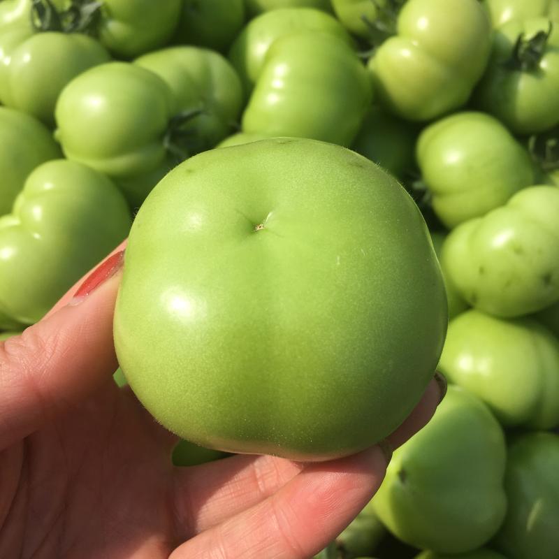 贼不偷番茄种子东北绿番茄种籽正宗绿柿子籽青西红柿种籽沙瓤