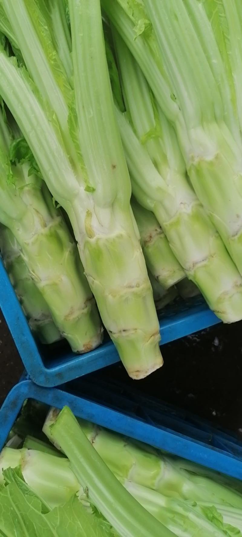 四川省广汉市精品棒菜