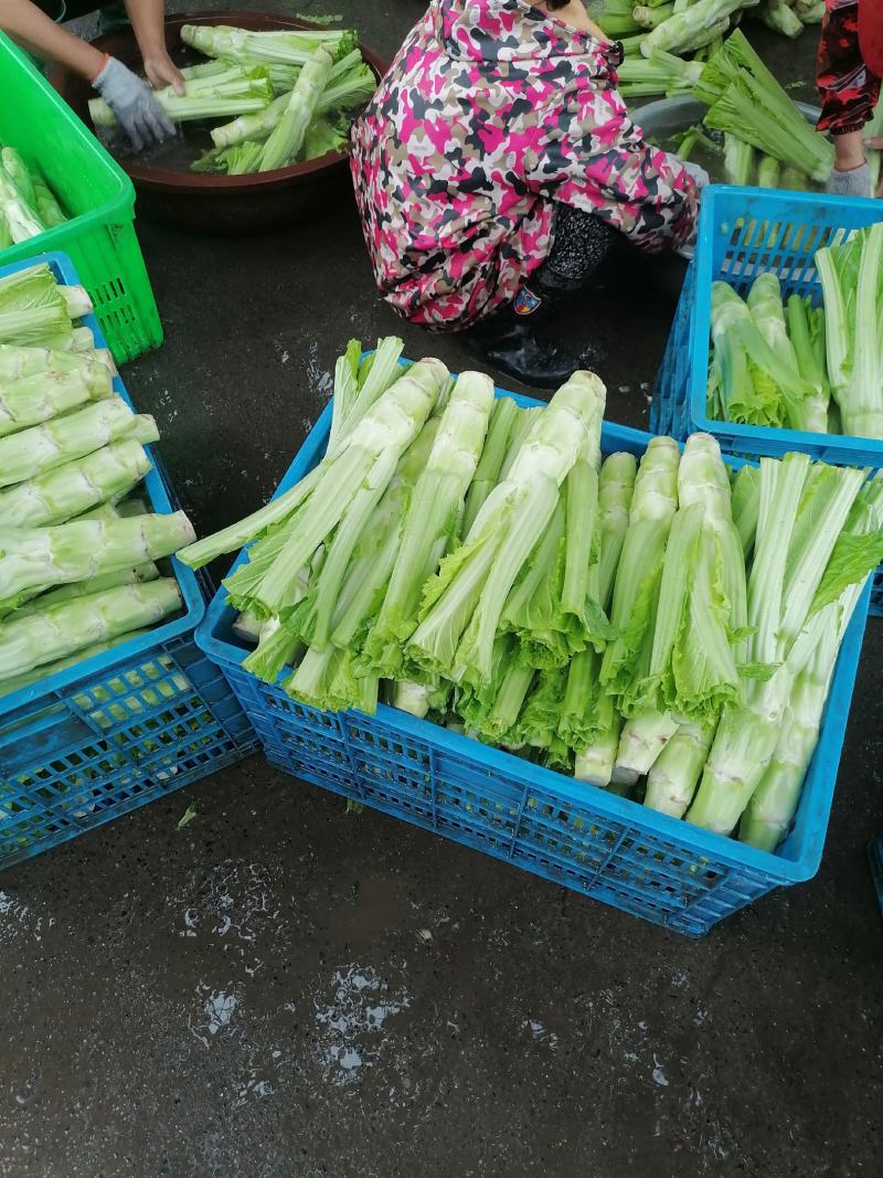 四川省广汉市精品棒菜
