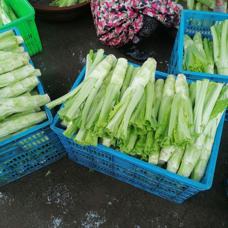 四川省广汉市精品棒菜