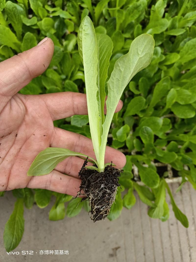 种苗蔬菜苗三青皮莴笋苗，无病害，带土发货易成活。