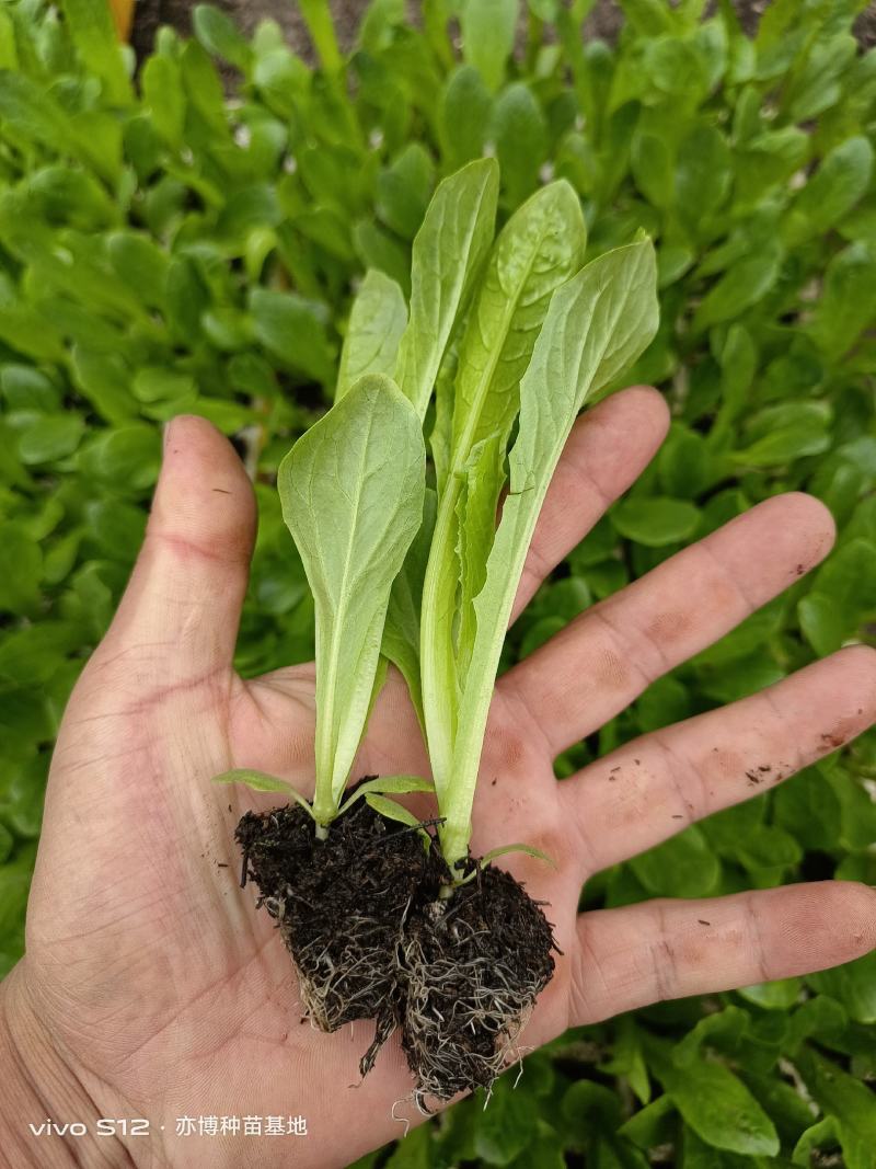 种苗蔬菜苗三青皮莴笋苗，无病害，带土发货易成活。