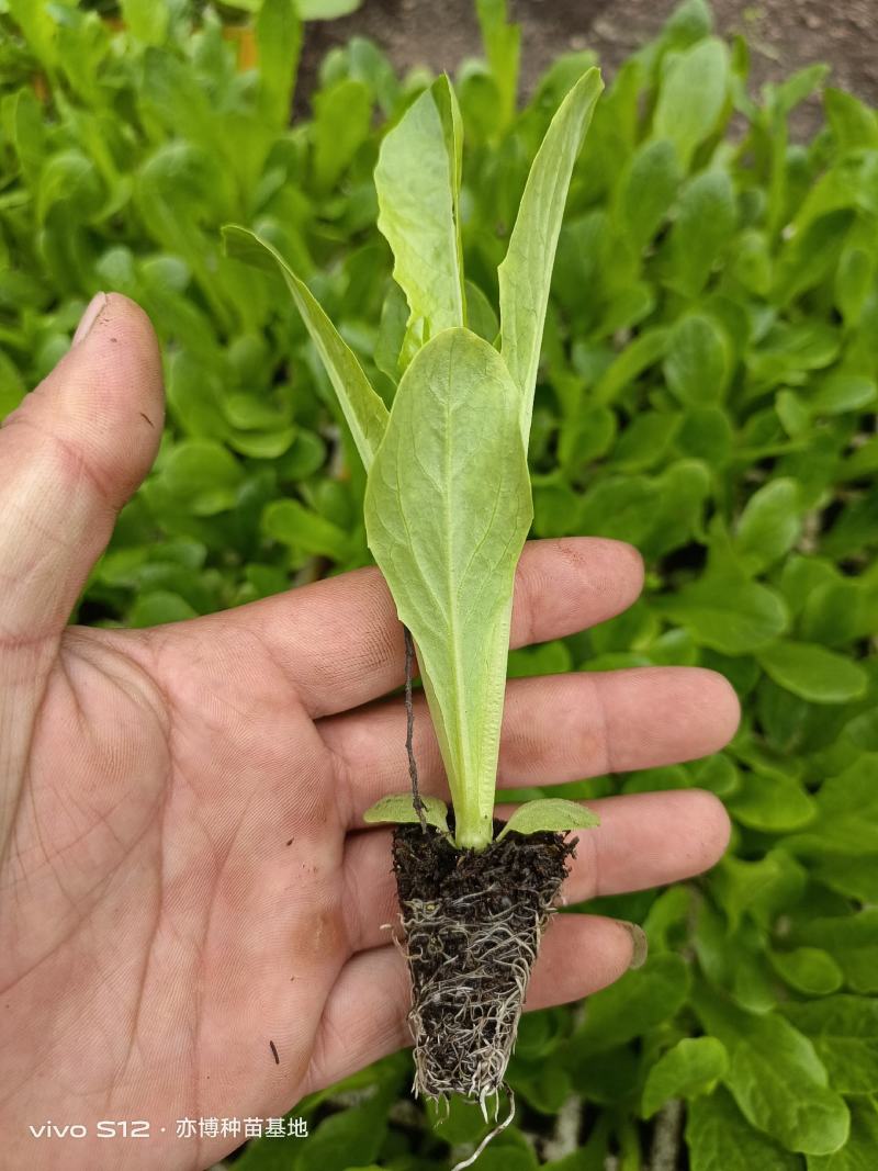 种苗蔬菜苗三青皮莴笋苗，无病害，带土发货易成活。