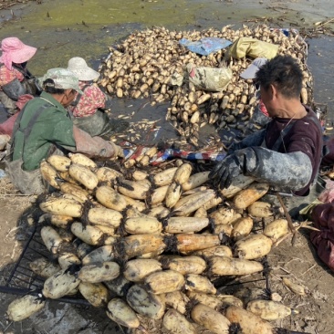 中国大荔炫荷生态农业科技-蒙特卡罗世界赌城官方网站-百度百科……