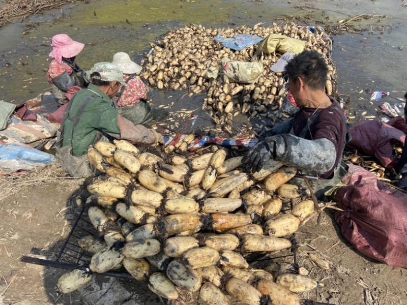 中国大荔炫荷生态农业科技-蒙特卡罗世界赌城官方网站-百度百科……