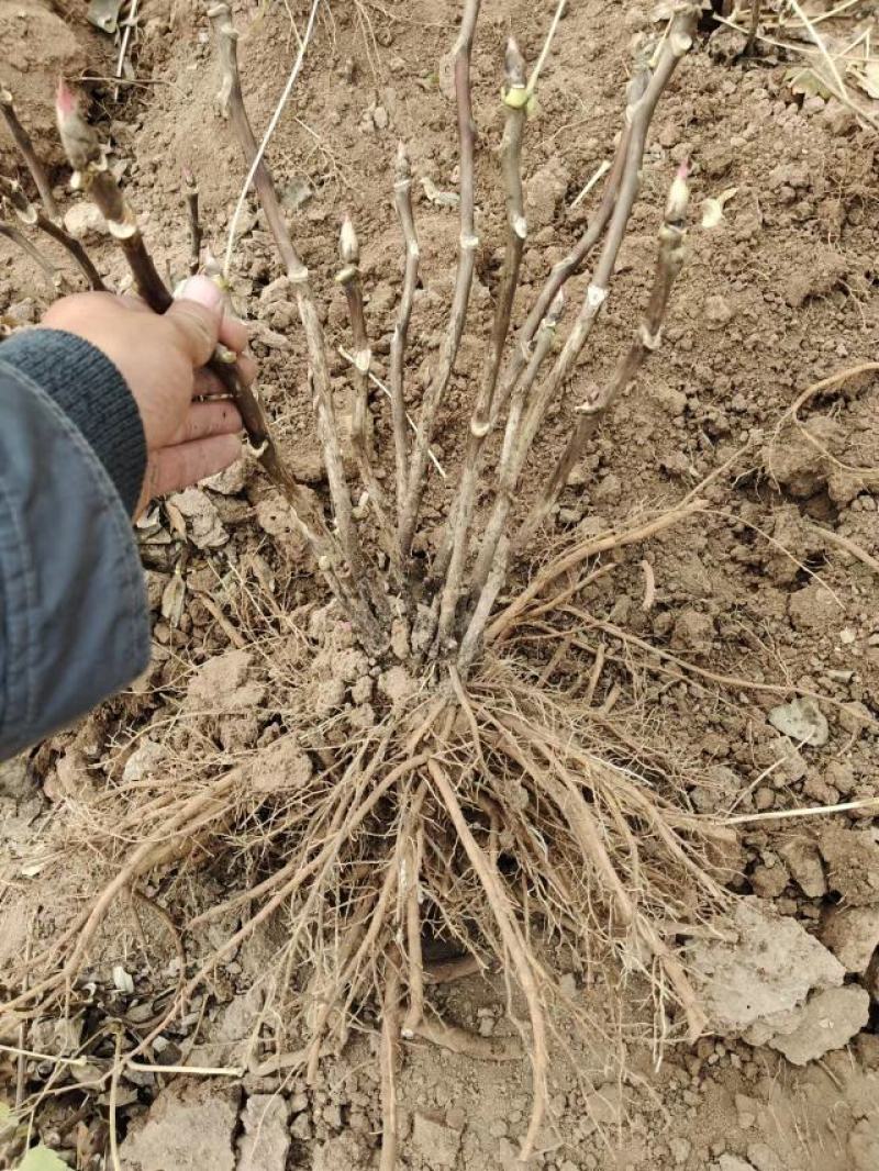 菏泽牡丹花苗大苗正宗观赏重瓣牡丹盆栽室内外庭院种植牡丹苗