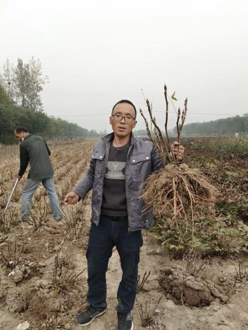 菏泽牡丹花苗大苗正宗观赏重瓣牡丹盆栽室内外庭院种植牡丹苗