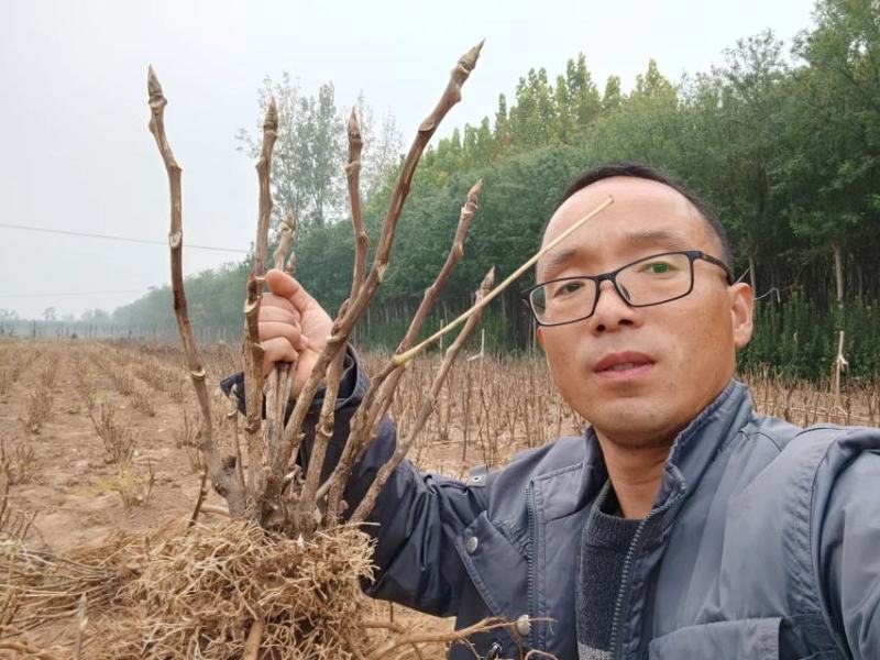 菏泽牡丹花苗大苗正宗观赏重瓣牡丹盆栽室内外庭院种植牡丹苗