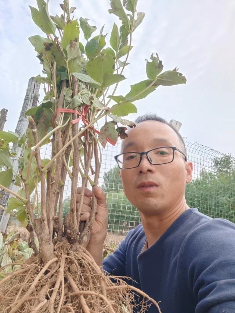 菏泽牡丹花苗大苗正宗观赏重瓣牡丹盆栽室内外庭院种植牡丹苗
