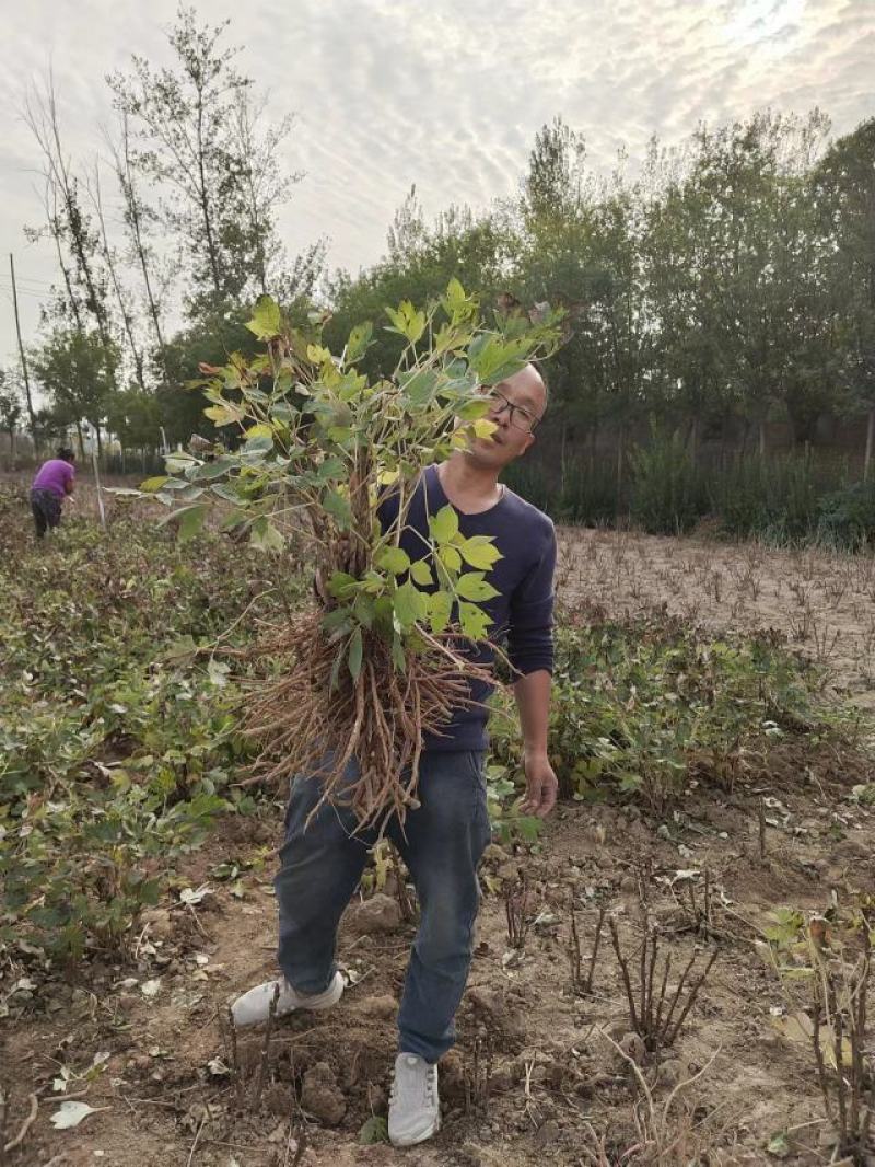 菏泽牡丹花苗大苗正宗观赏重瓣牡丹盆栽室内外庭院种植牡丹苗