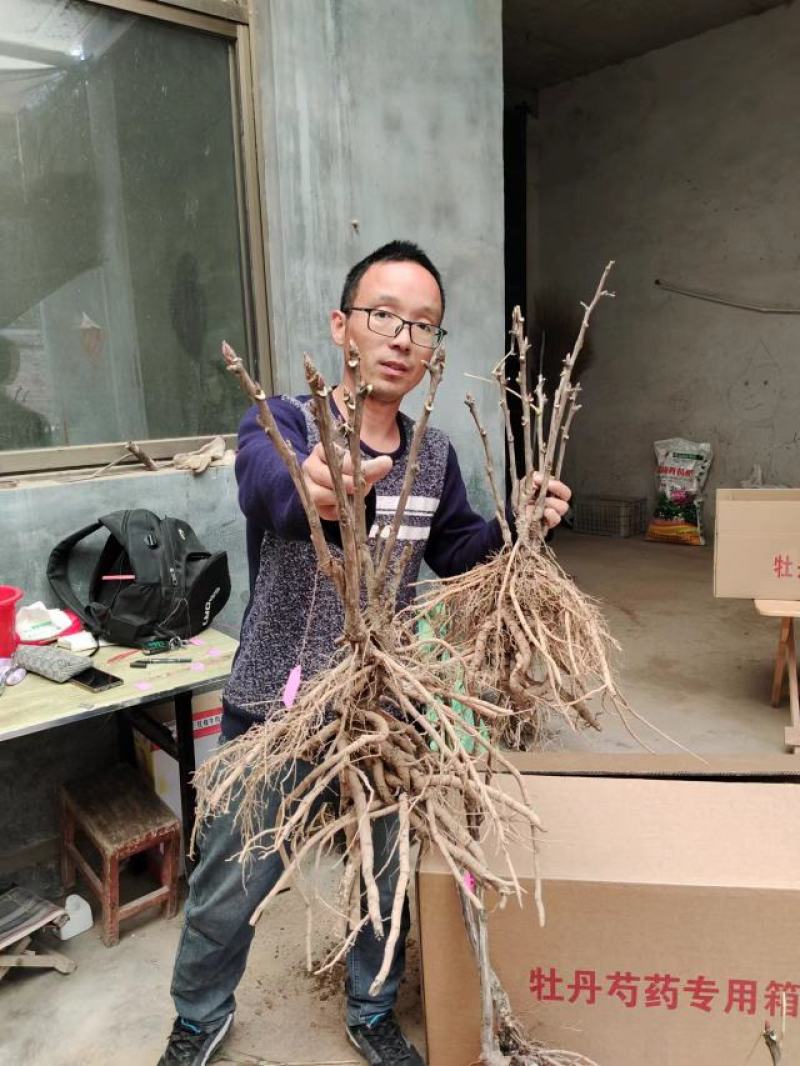 菏泽牡丹花苗大苗正宗观赏重瓣牡丹盆栽室内外庭院种植牡丹苗