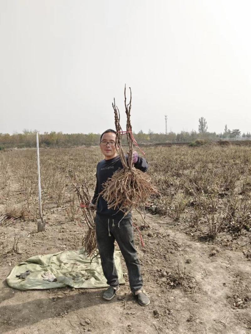 菏泽牡丹花苗大苗正宗观赏重瓣牡丹盆栽室内外庭院种植牡丹苗