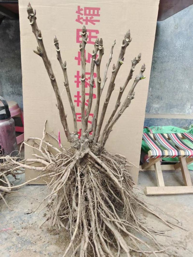 菏泽牡丹花苗大苗正宗观赏重瓣牡丹盆栽室内外庭院种植牡丹苗