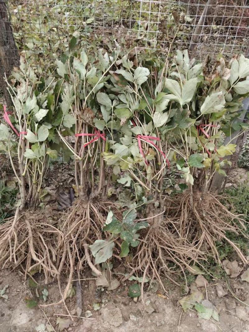 菏泽牡丹花苗大苗正宗观赏重瓣牡丹盆栽室内外庭院种植牡丹苗