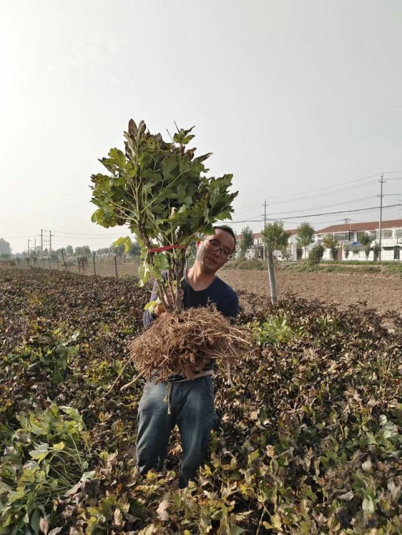 菏泽牡丹花苗大苗正宗观赏重瓣牡丹盆栽室内外庭院种植牡丹苗