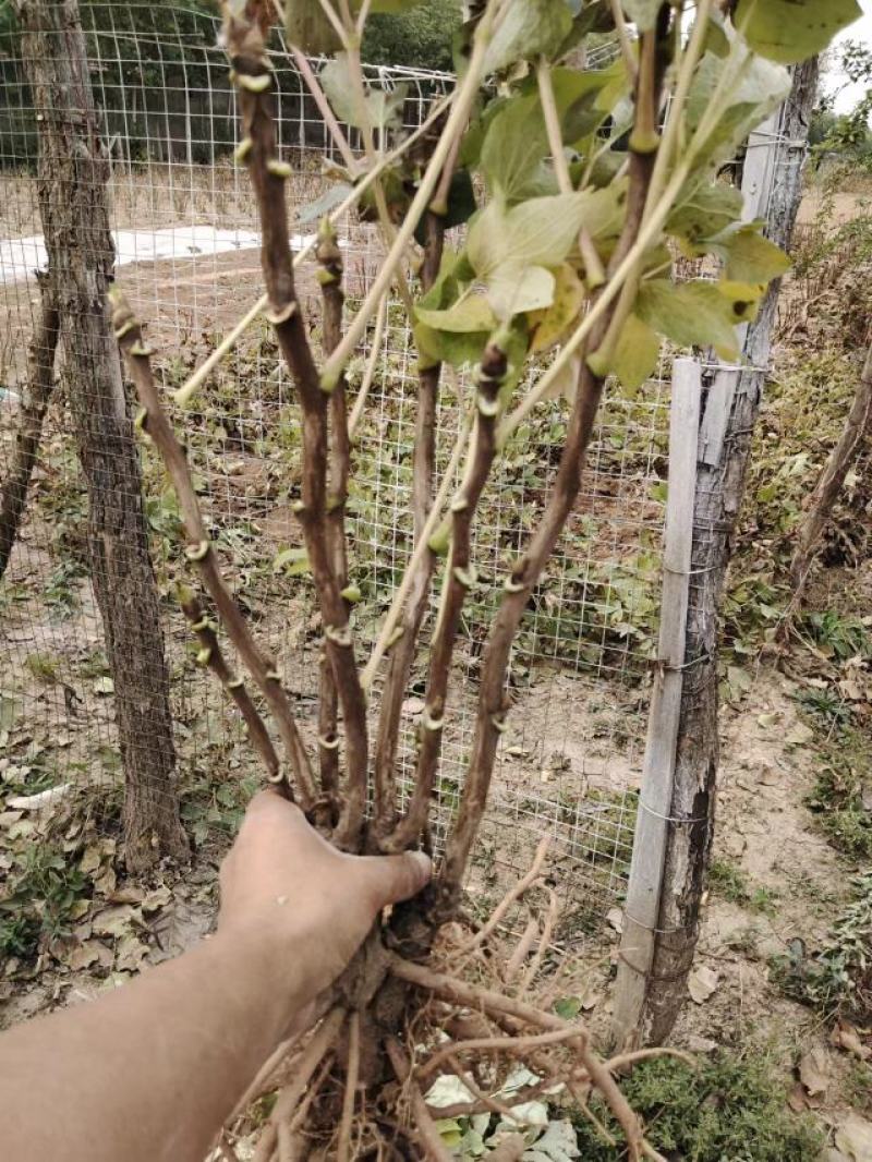 菏泽牡丹花苗大苗正宗观赏重瓣牡丹盆栽室内外庭院种植牡丹苗