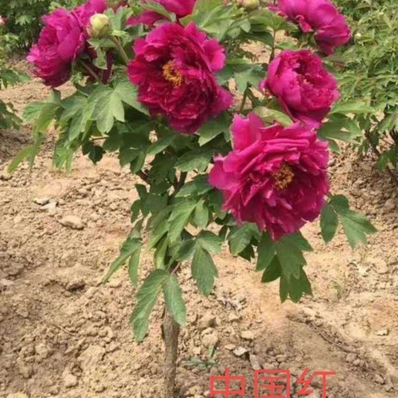 独杆牡丹花苗盆栽大苗别墅庭院绿化地栽阳台菏泽牡丹树重瓣
