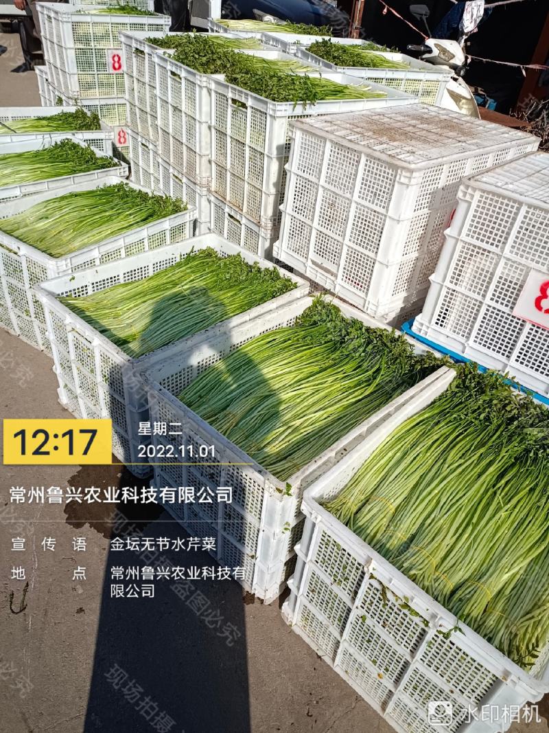 【芹菜】水芹菜无节水芹菜去叶去根品质保证量大从优