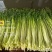 【芹菜】水芹菜无节水芹菜去叶去根品质保证量大从优